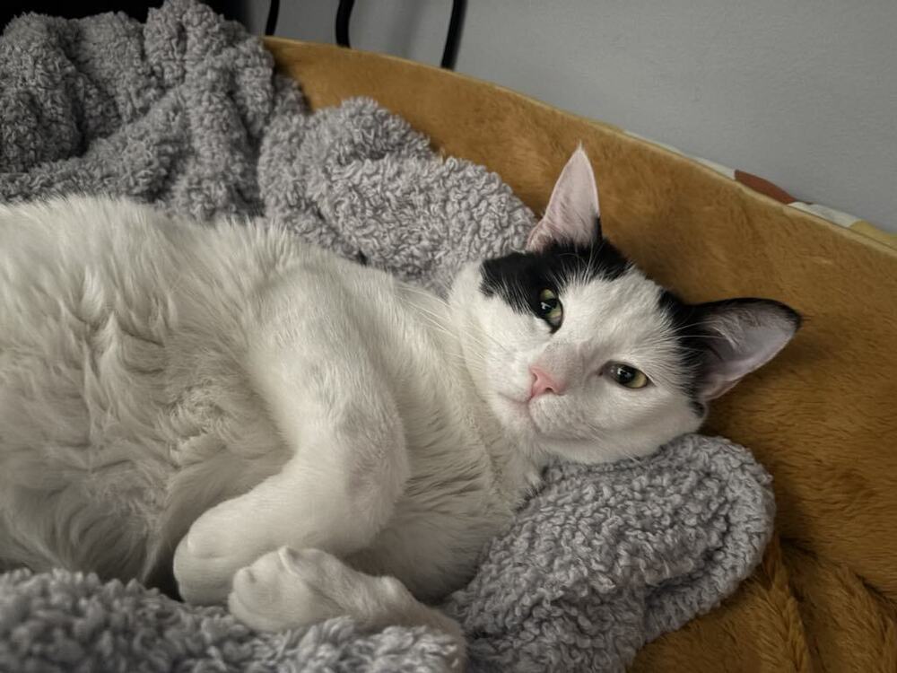 Coast Guard ~Adoption Center Cat~