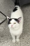 Coast Guard ~Adoption Center Cat~ photo 3