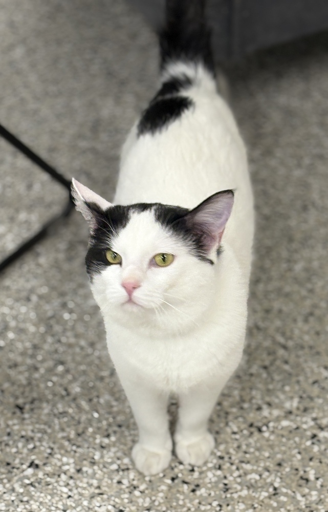 Coast Guard ~Adoption Center Cat~