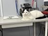 Coast Guard ~Adoption Center Cat~ photo 4