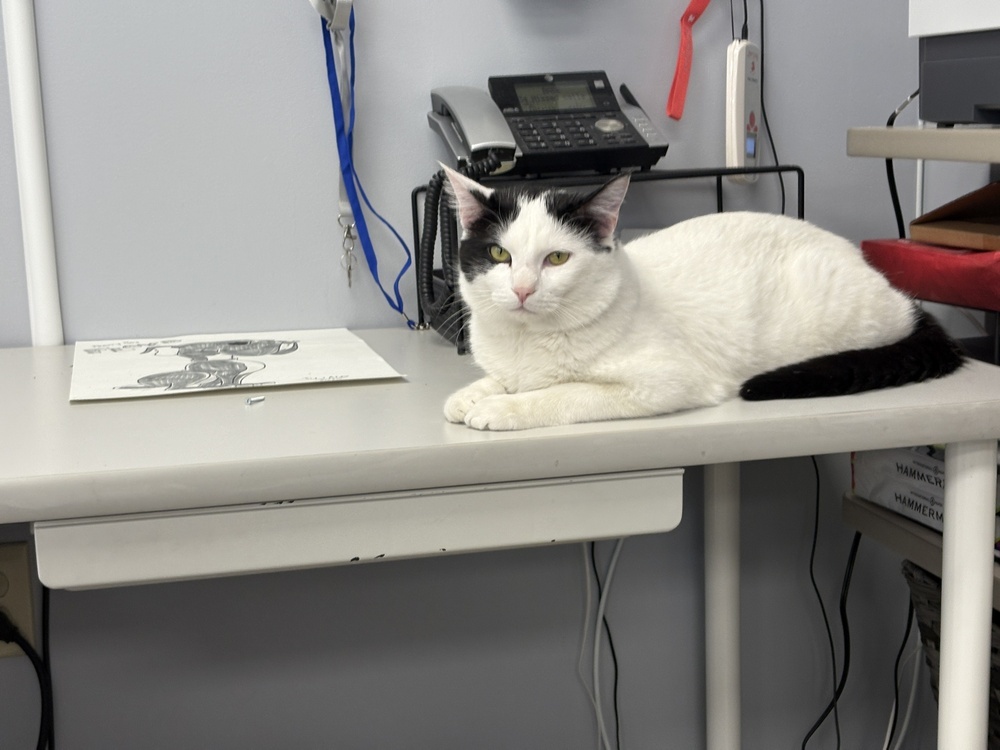 Coast Guard ~Adoption Center Cat~