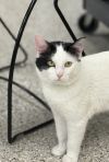Coast Guard ~Adoption Center Cat~ photo 5