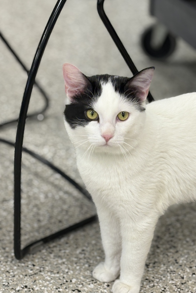 Coast Guard ~Adoption Center Cat~
