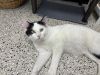Coast Guard ~Adoption Center Cat~ photo 6