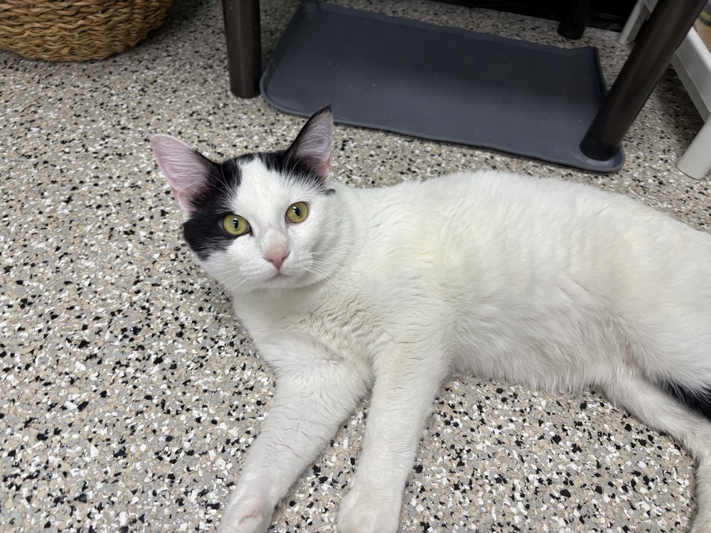 Coast Guard ~Adoption Center Cat~