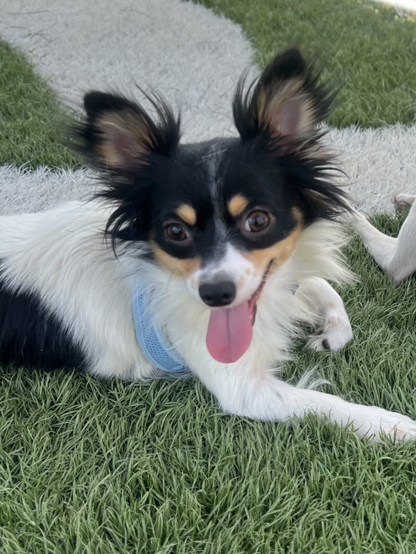 Hugo