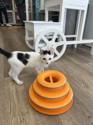 Moku is a 3-month-old black and white kitten with big eyes tiny paws and a heart as warm as the