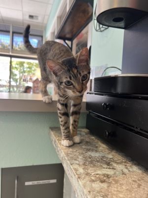 Maggie is a 3-month-old calicotorbie sweetheart with a big personality and an even bigger heart Re