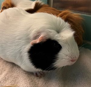 Moody, Young Male Guinea Pig