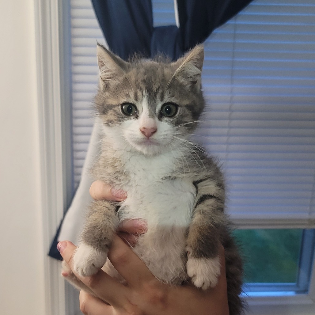 Buttercup (needs a buddy)