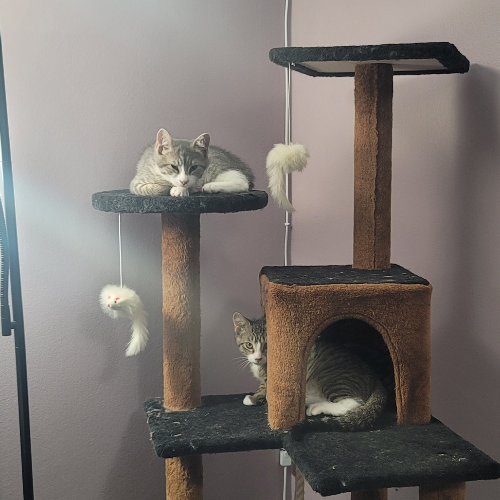 Buttercup (paired with captain)