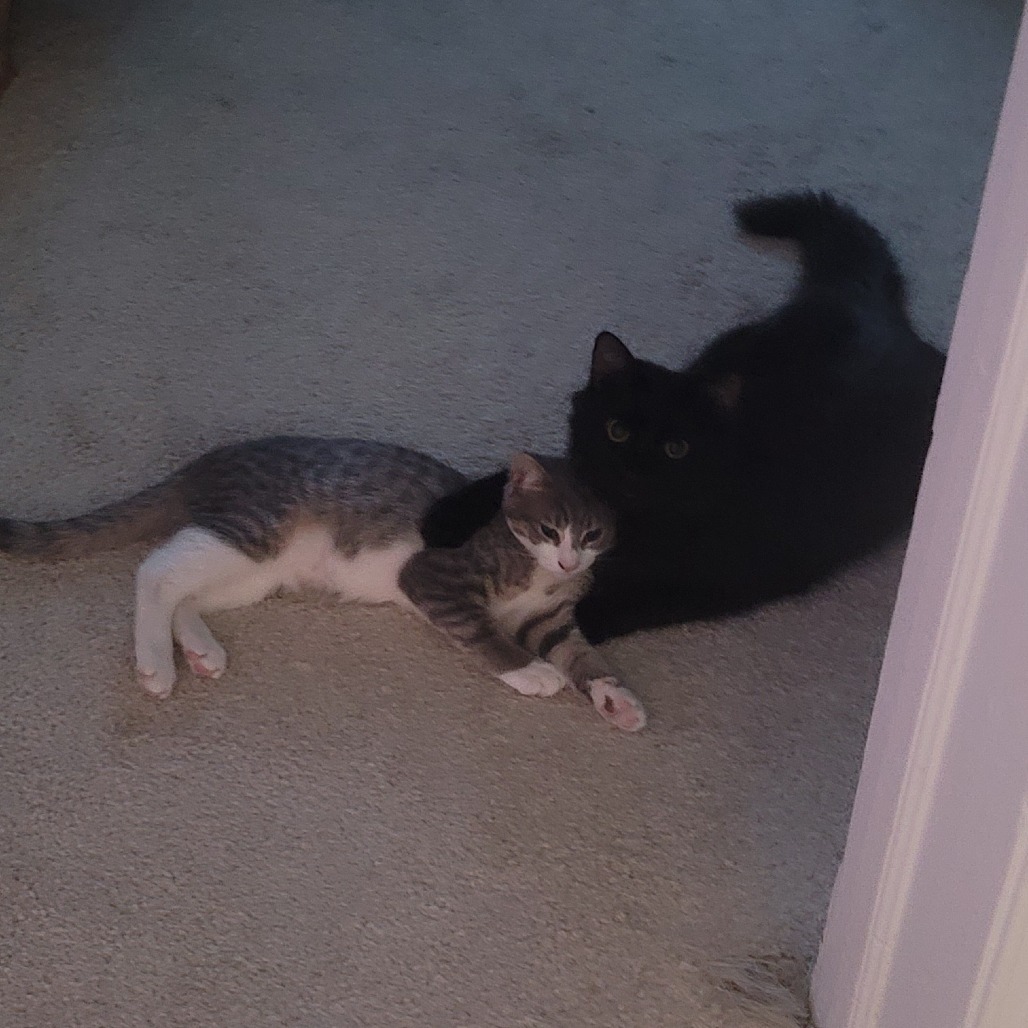 Buttercup (paired with captain)