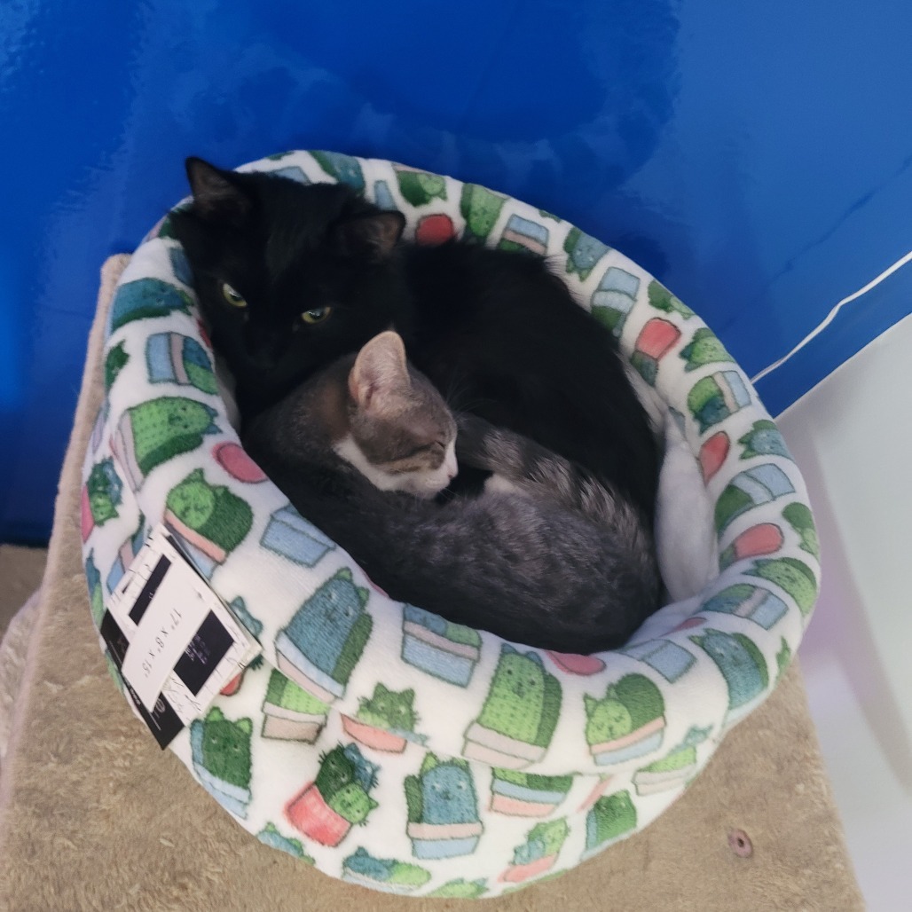 Buttercup (paired with captain)