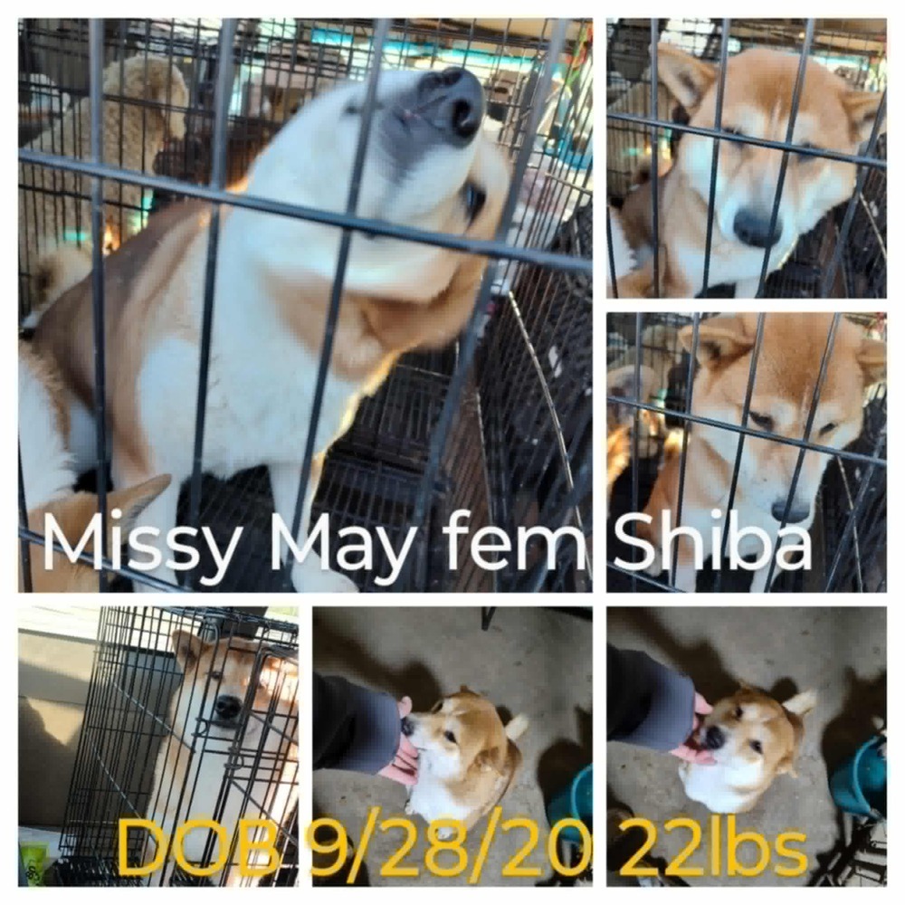 Missy May