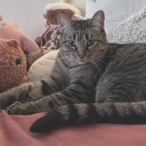 Sea Salt, Adult Female Domestic Short Hair