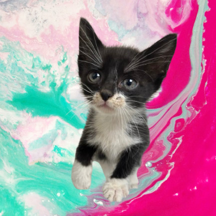 Kiki, an adoptable Domestic Short Hair in Tuscaloosa, AL, 35401 | Photo Image 1