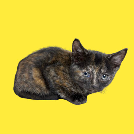 Jackie, an adoptable Domestic Short Hair in Tuscaloosa, AL, 35401 | Photo Image 1