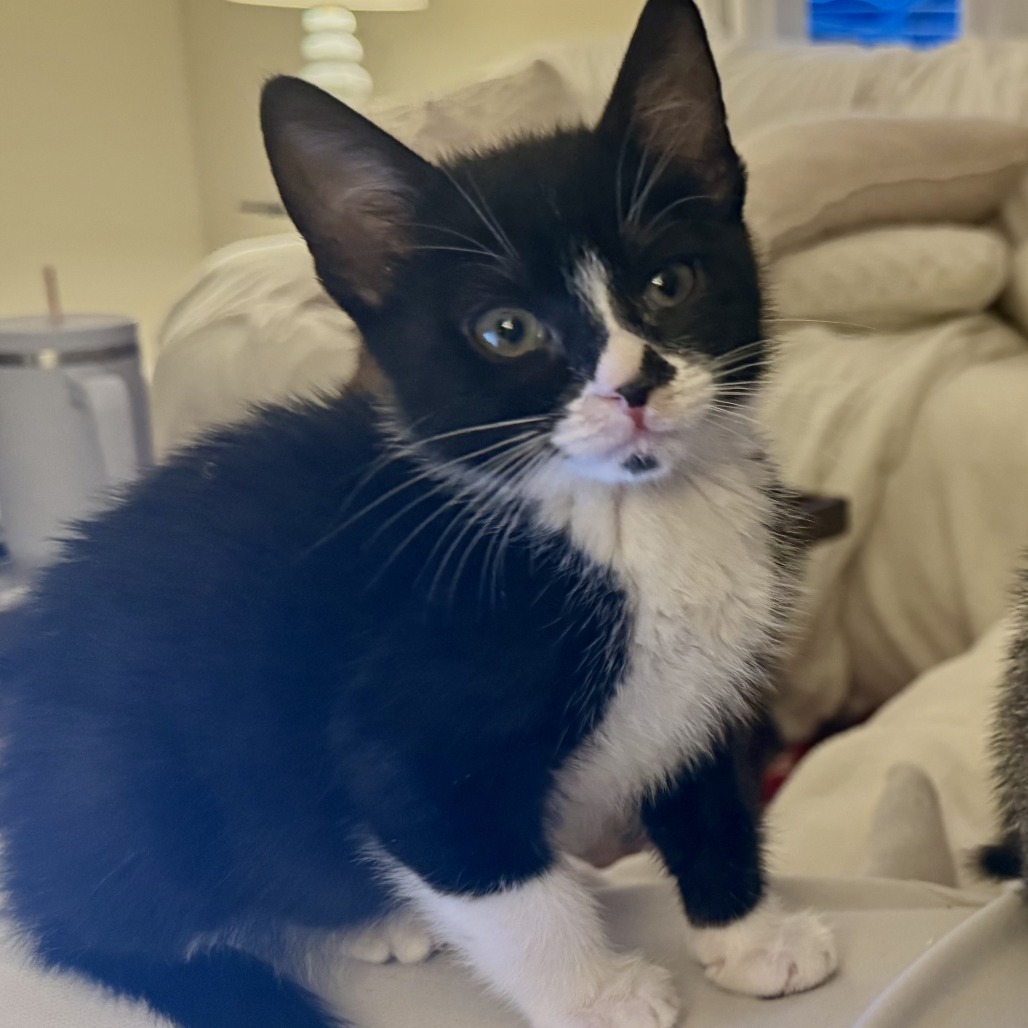 Smoke, an adoptable Domestic Short Hair in Tuscaloosa, AL, 35401 | Photo Image 1