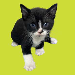 Smoke, an adoptable Domestic Short Hair in Tuscaloosa, AL, 35401 | Photo Image 2