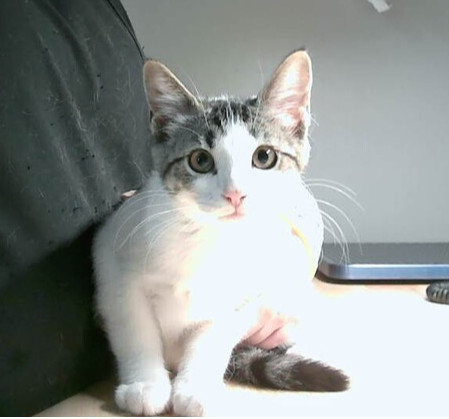 Suki