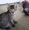 Loki photo 1