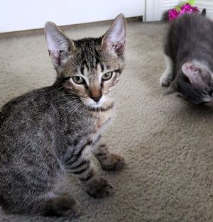 Loki, Baby Male Domestic Short Hair