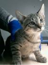 Loki photo 3