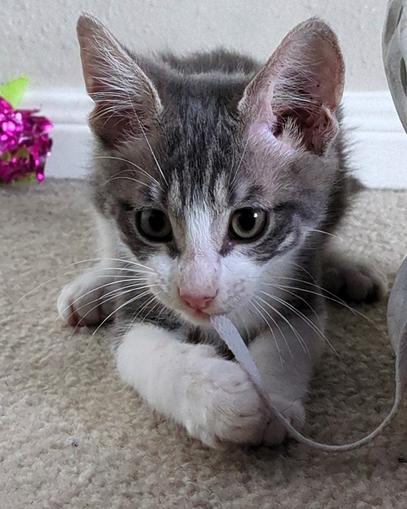 Tarzan