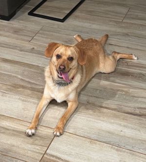 Pete Townsend Retriever Dog