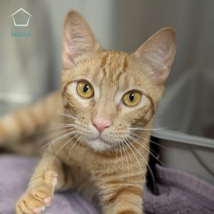 Meet Dawn and Sun two bonded brothers bursting with energy who spend their days wrestling chasing 