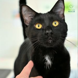 Meet Bernie a lively and playful kitty whos always on the move and ready for fun Whether its cha