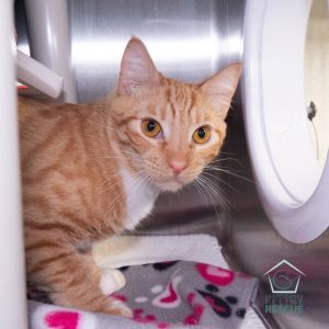 Meet Dawn and Sun two bonded brothers bursting with energy who spend their days wrestling chasing 