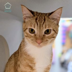 Meet Dawn and Sun two bonded brothers bursting with energy who spend their days wrestling chasing 