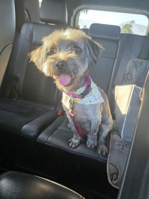 Lola