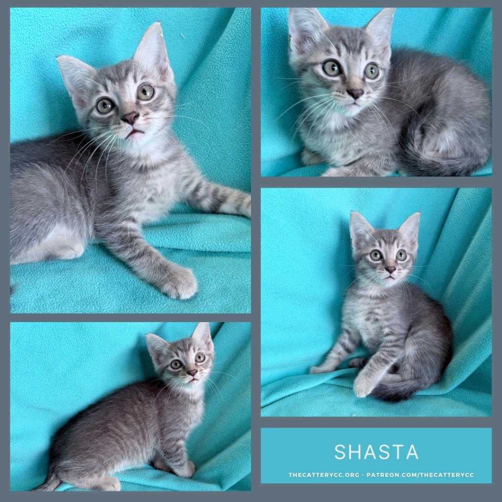 Shasta