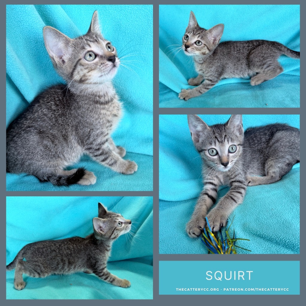 Squirt
