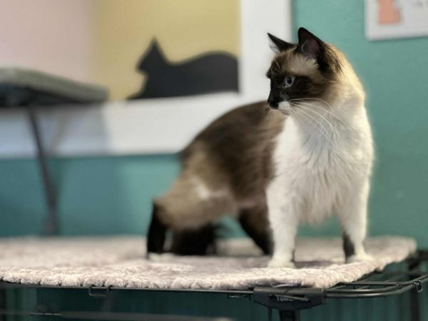 Sasha / Bumble thumbnail 2