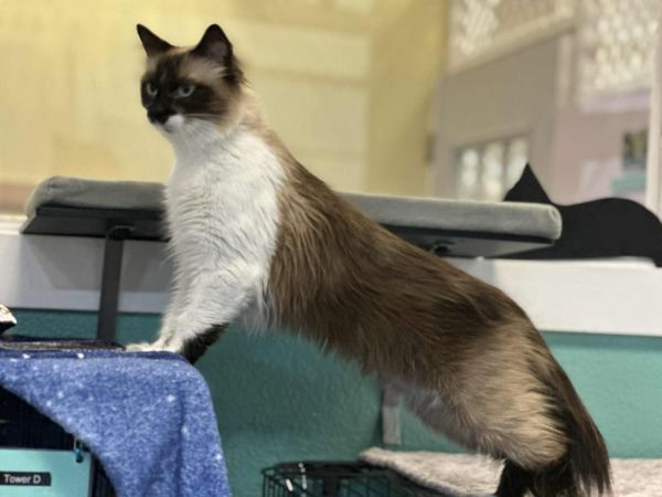 Sasha / Bumble thumbnail 3