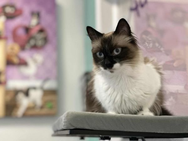 Sasha / Bumble thumbnail 4