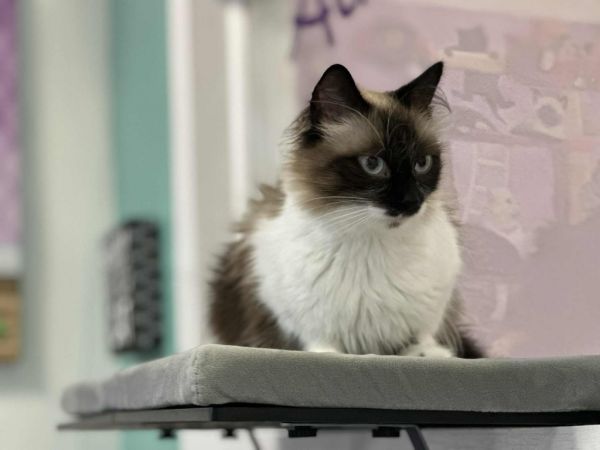 Sasha / Bumble thumbnail 5