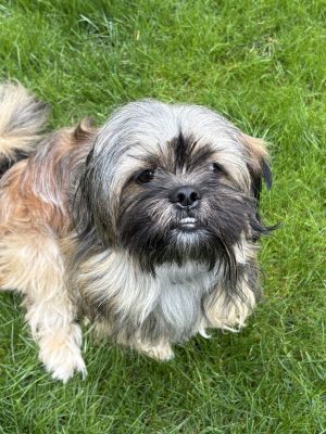 Mark Ruffalo Lhasa Apso Dog