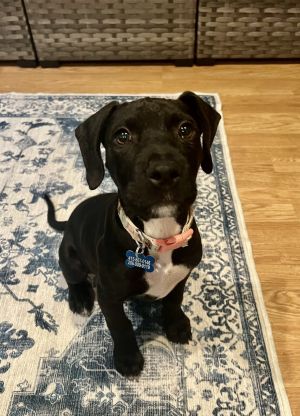 Jack Hues Terrier Dog