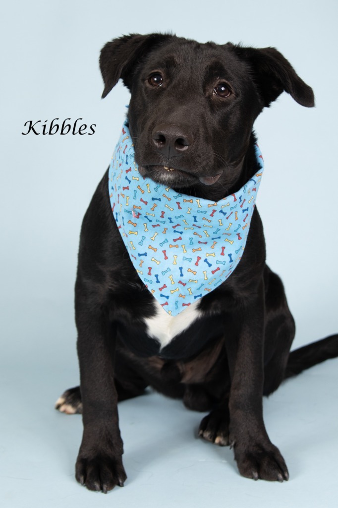 Kibbles