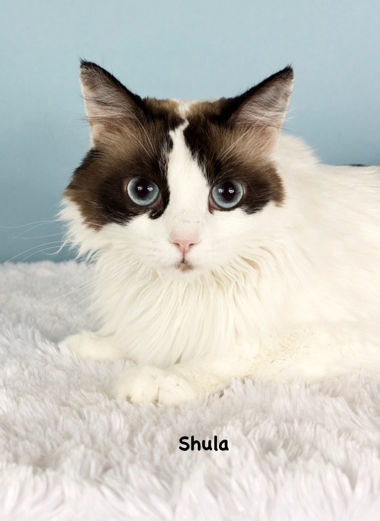 Shula, an adoptable Ragdoll in Gilbert, AZ, 85234 | Photo Image 1