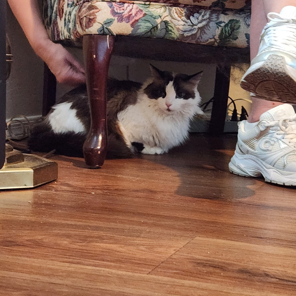 Shula, an adoptable Ragdoll in Gilbert, AZ, 85234 | Photo Image 2
