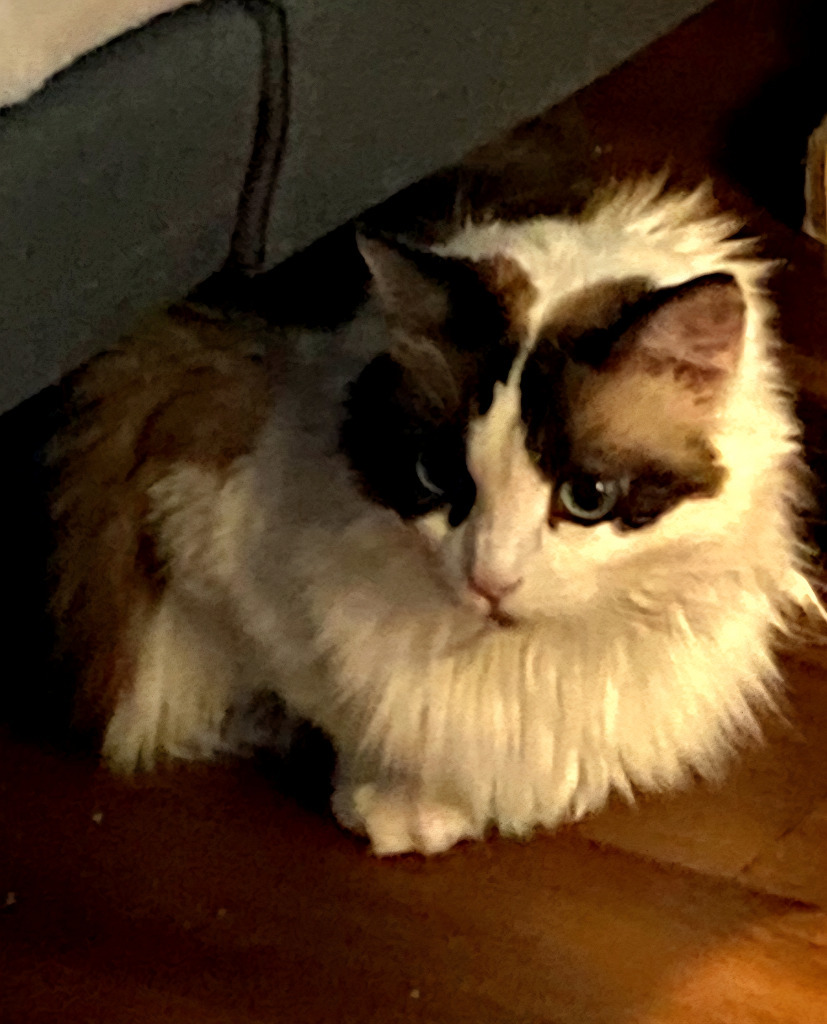 Shula, an adoptable Ragdoll in Gilbert, AZ, 85234 | Photo Image 3