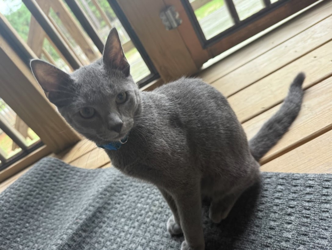 Grey