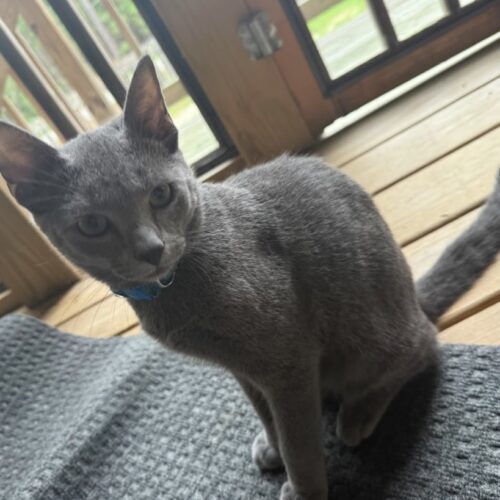 Grey