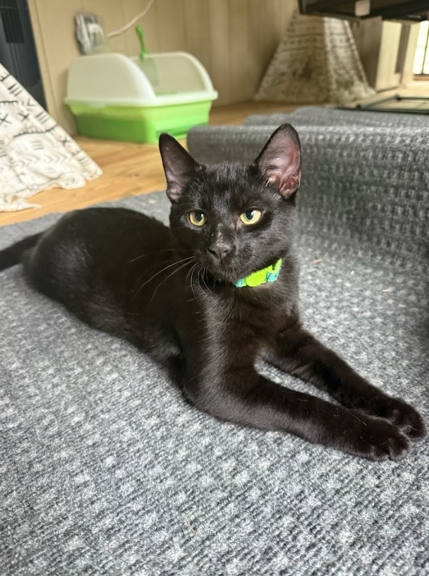 Otto