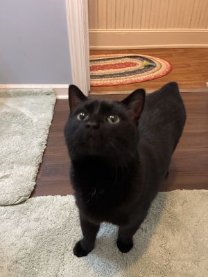 _Mr. Man, Adult Male Domestic Short Hair